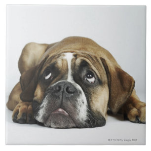 Azulejo Retrato del bulldog viejo de Dorset Tyme