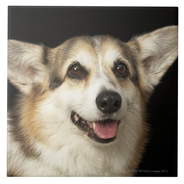Azulejo Retrato del Corgi negro, marrón y blanco (Frente)