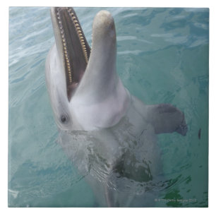 Azulejo Retrato del delfín de Bottlenose común, del Cari