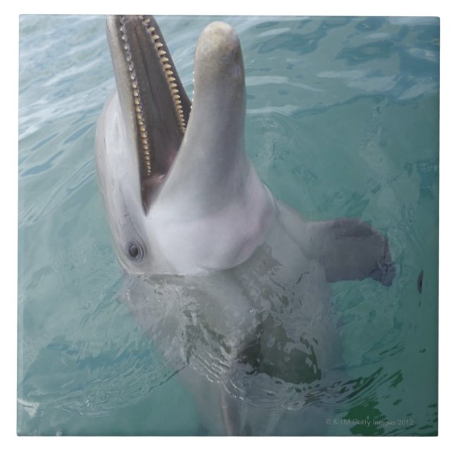 Azulejo Retrato del delfín de Bottlenose común, del Caribe (Frente)