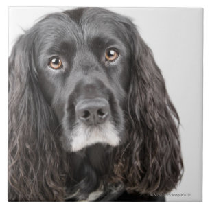 Azulejo Retrato del estudio de cocker spaniel