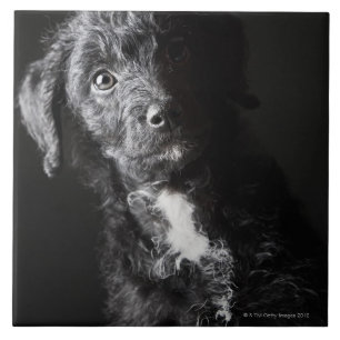 Azulejo Retrato del estudio del Jack-uno-doodle negro