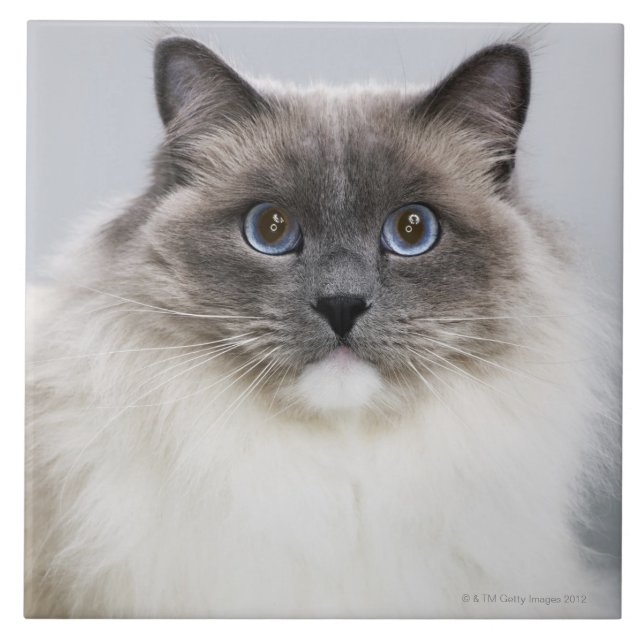 Azulejo Retrato del gato de Ragdoll (Frente)