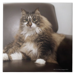 Azulejo Retrato del gato que se sienta en silla