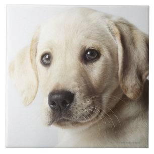 Azulejo Retrato del perrito rubio del labrador retriever
