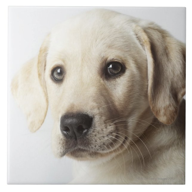 Azulejo Retrato del perrito rubio del labrador retriever (Frente)