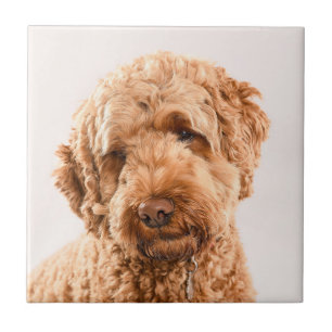 Azulejo Retrato Goldendoodle Studio