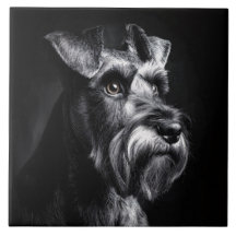 Retrato monocromo de Schnauzer