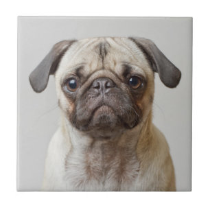 Azulejo Retrato Pug