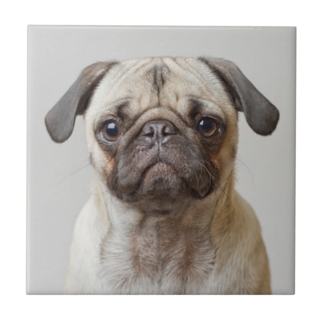 Azulejo Retrato Pug (Frente)