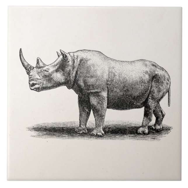 Azulejo Rhinos del rinoceronte del ilustracion del (Frente)