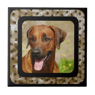 AZULEJO RHODESIAN RIDGEBACK
