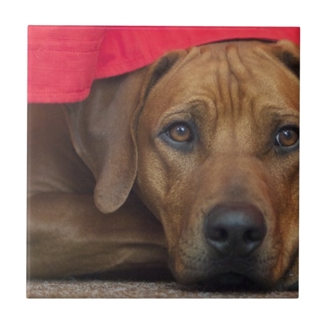 Azulejo rhodesian-ridgeback (Frente)