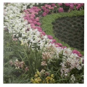 Azulejo Rhododendron (Rhododendron catawbiense) Brezal