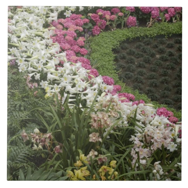 Azulejo Rhododendron (Rhododendron catawbiense) Brezal (Frente)