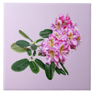 Azulejo Rhododendron Rosa Pálido