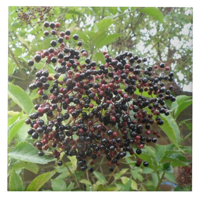 Azulejo Ripening Elderberries Tile (Frente)