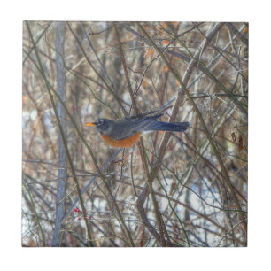 Azulejo Robin estadounidense