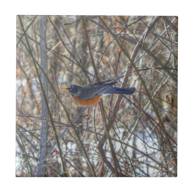 Azulejo Robin estadounidense (Frente)
