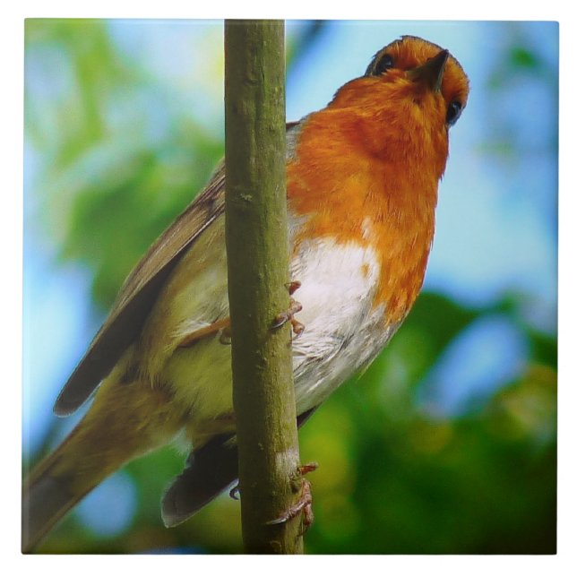 AZULEJO ROBINS (Frente)