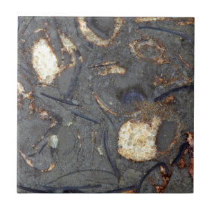 Azulejo Roca del carbonato con los fósiles