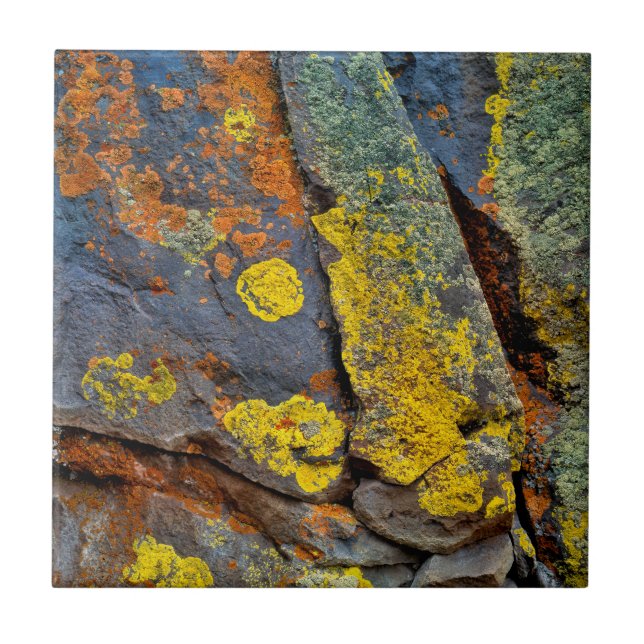 Azulejo Rocas Cubiertas de Liquen (Frente)