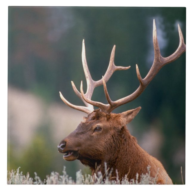 Azulejo Rocky Mountain Elk Yellowstone National Park (Frente)
