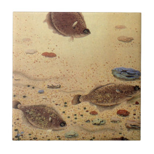 Azulejo Rodaballos o Peces Planos, Vida Marina Oceánica Vi