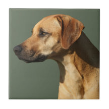 Rodeosiano Ridgeback