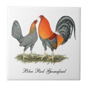 Azulejo Rojo azul Gamefowl