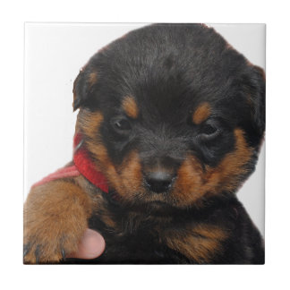 Azulejo Rojo del perrito de Rottweiler