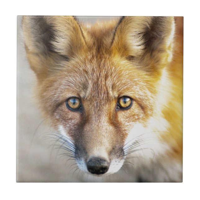 Azulejo Rojo Fox Face, Cierre (Frente)