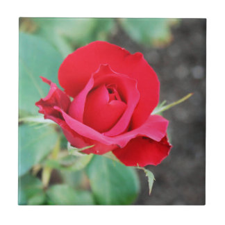 Azulejo Rojo Rosa