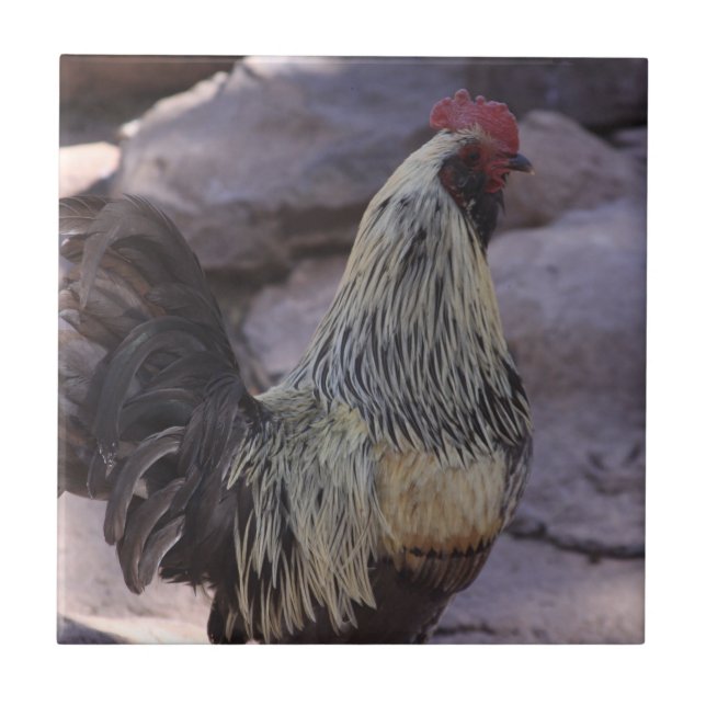Azulejo Rooster Ceramic Tile (Frente)
