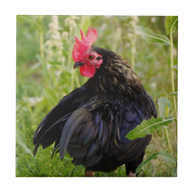 Azulejo Rooster de lucha (Frente)