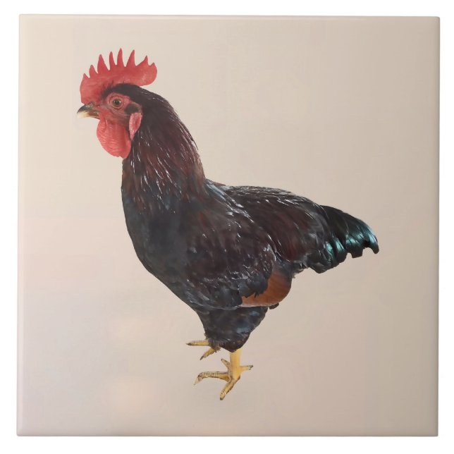 Azulejo Rooster de Rhode Island (Frente)