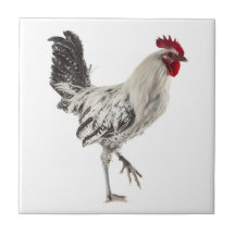 Rooster egipcio de Fayoumis