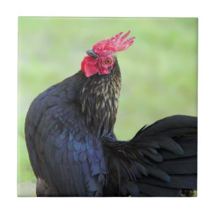 Azulejo Rooster negro
