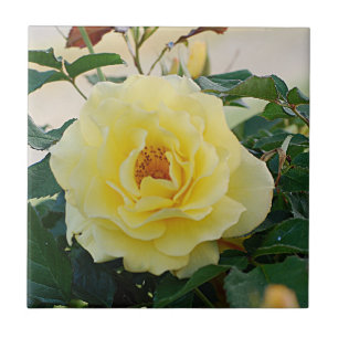 Azulejo Rosa amarillo