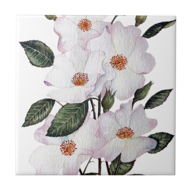 Azulejo Rosa 'Ballerina' Arte Floral (Frente)