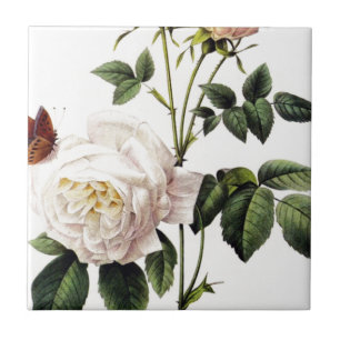 Azulejo Rosa Bengale - Pierre Joseph Redouté.
