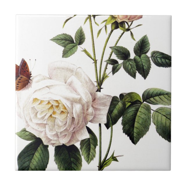 Azulejo Rosa Bengale - Pierre Joseph Redouté. (Frente)