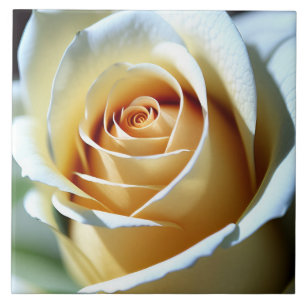 Azulejo Rosa Blanca Fresca