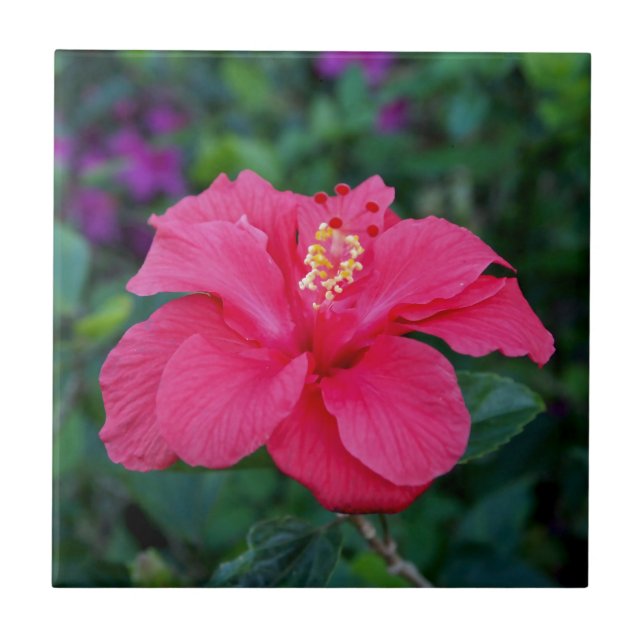 Azulejo Rosa brillante Hibiscus Photo (Frente)
