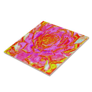 Azulejo Rosa Caliente, Rojo y Amarillo Suculento Roseta de