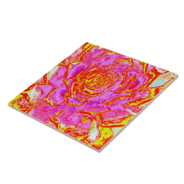 Azulejo Rosa Caliente, Rojo y Amarillo Suculento Roseta de (Lado)