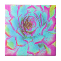 Rosa Caliente y Rojo Azul Suculento Sedum Roseta