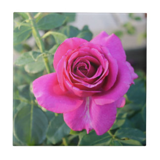 Azulejo Rosa de Apuestas en Tile Cerámico