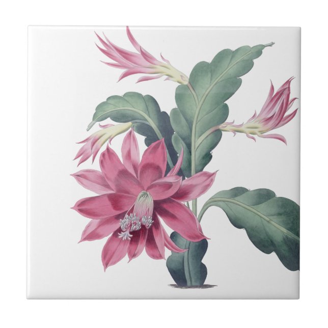 Azulejo Rosa de flor de cactus mexicano (Frente)