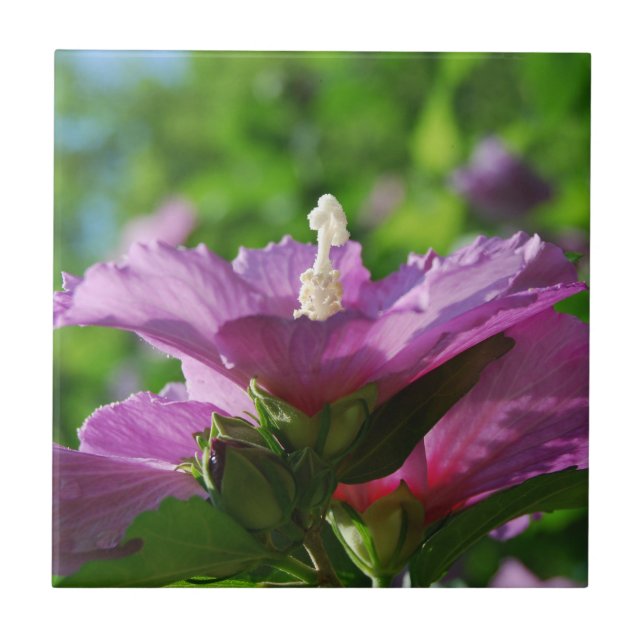 Azulejo Rosa de las flores de Sharon (Frente)